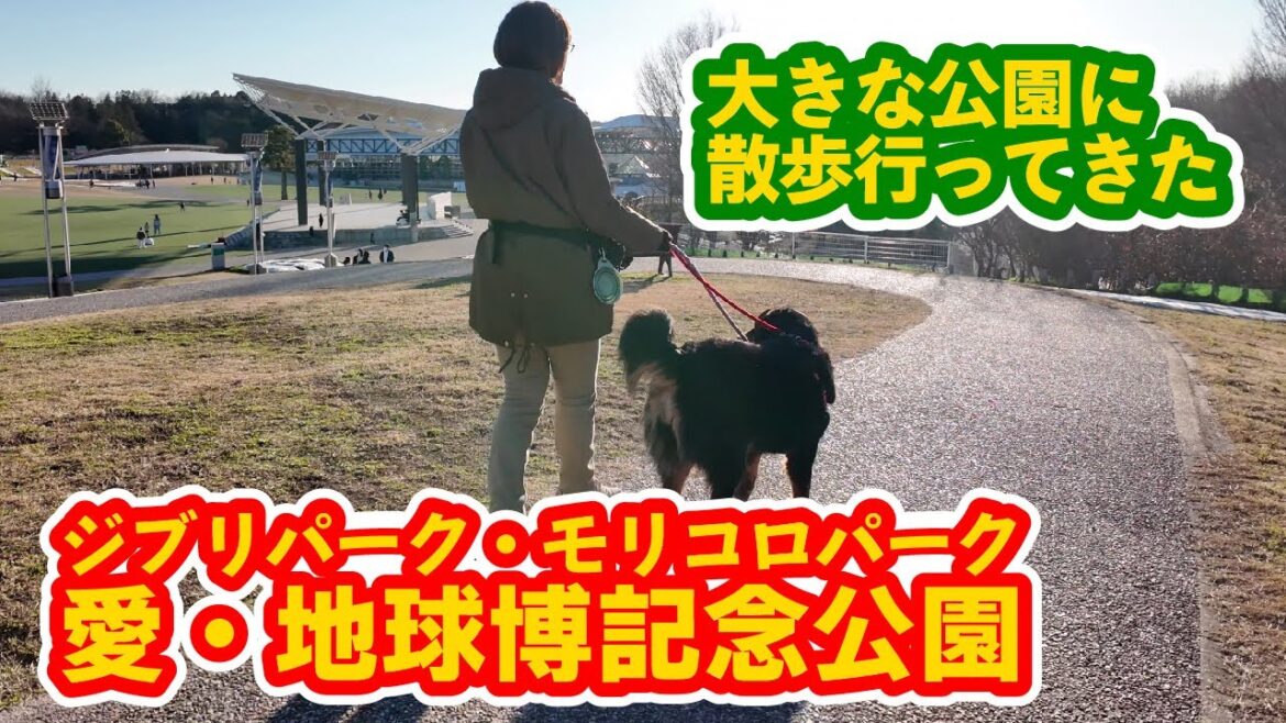 ジブリパークを大型犬と散歩 バーニーズマウンテンドッグ