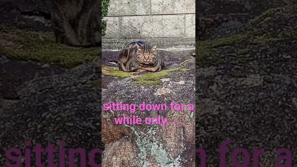 a brown cat alone