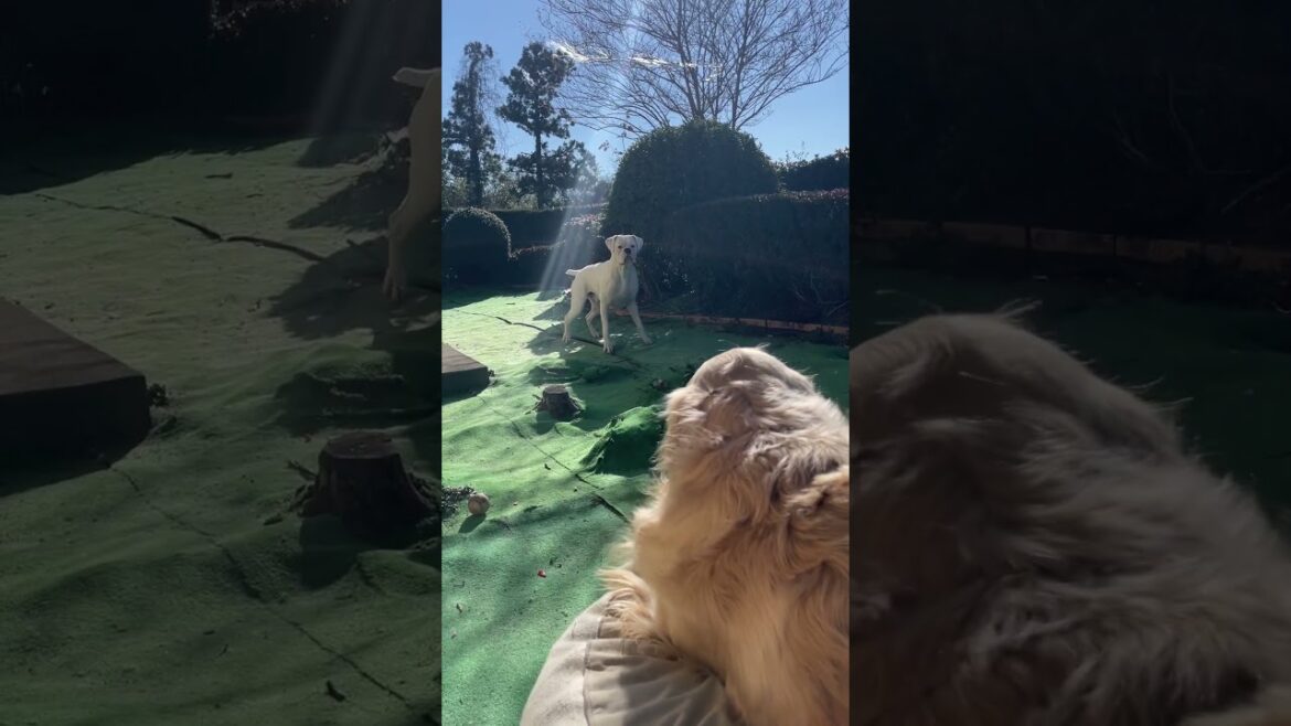 ほらほら遊ぼうぜぇえ？　ゴールデンレトリバー　ボクサー犬