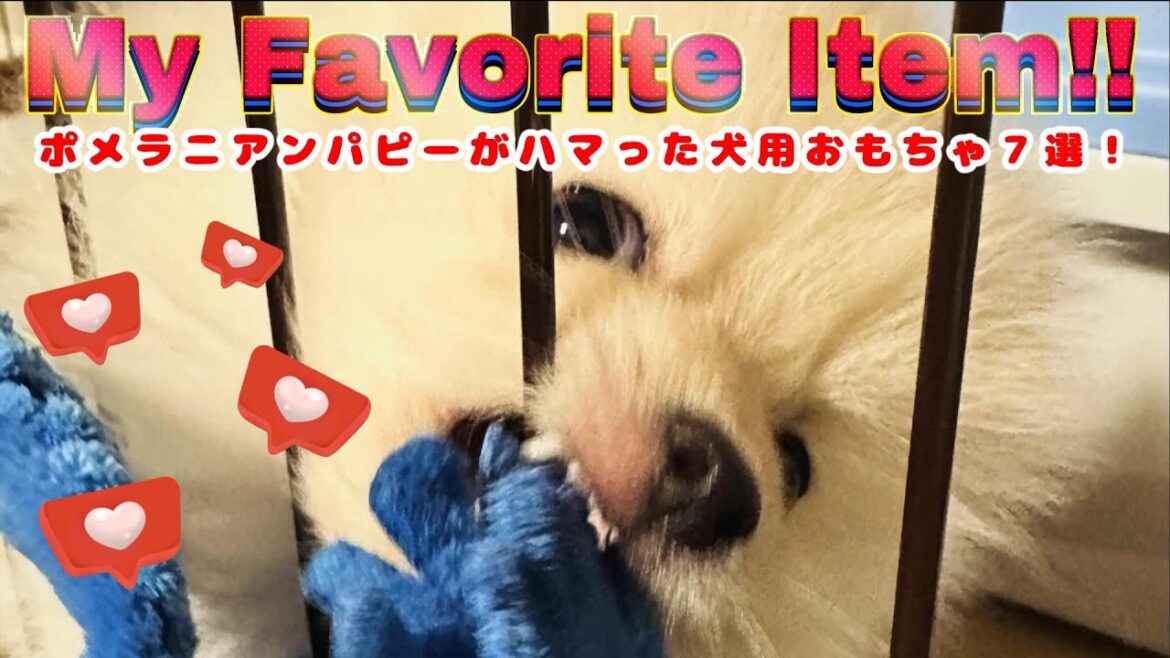 パピーがお気に入りの犬用オモチャ７選！【ポメラニアンのチュチュさんぽ】