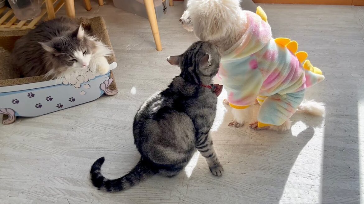 犬族と仲良しなアメリカンショートヘアのあいちゃん #猫 #アメリカンショートヘア