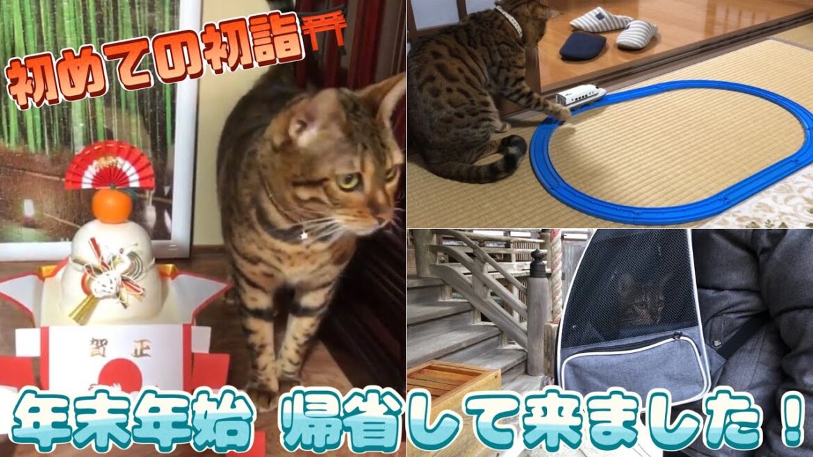 【メル日記】初めて一緒に過ごすお正月✨お年玉もらったニャン😻