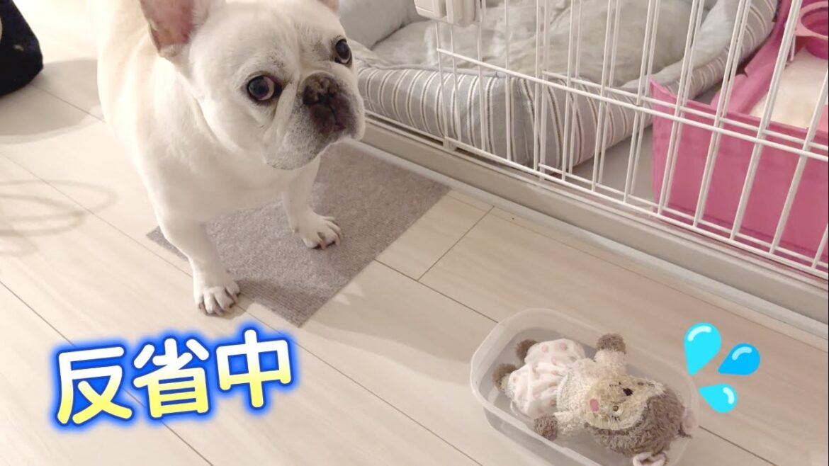 帰宅したら嫁が大変なことになってた…【フレンチブルドッグ frenchbulldog】