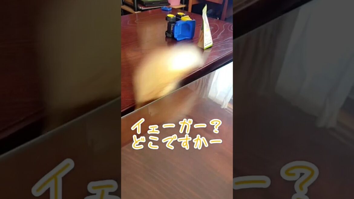 尻尾の主張が激しいコーギー / Corgi that asserts itself only by its tail #shrots #corgi #尻尾ありコーギー 尻尾の主張が激しいコーギー / Corgi that asserts itself only by its tail #shrots #corgi #尻尾ありコーギー