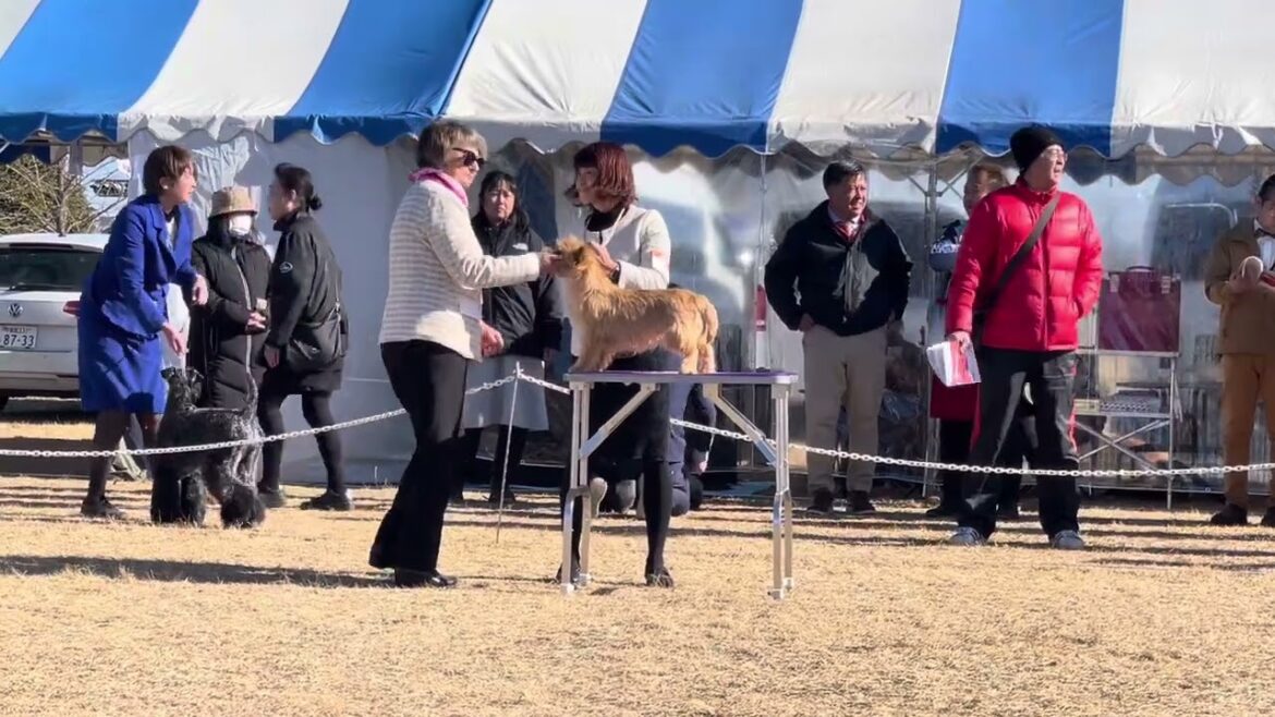 茨城全犬種クラブ展ケアーンテリア24/01/07