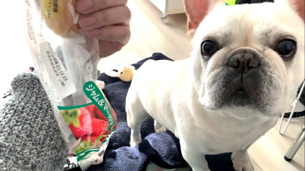 あざとい顔で近づいてくる友達【フレンチブルドッグ frenchbulldog】 あざとい顔で近づいてくる友達【フレンチブルドッグ frenchbulldog】