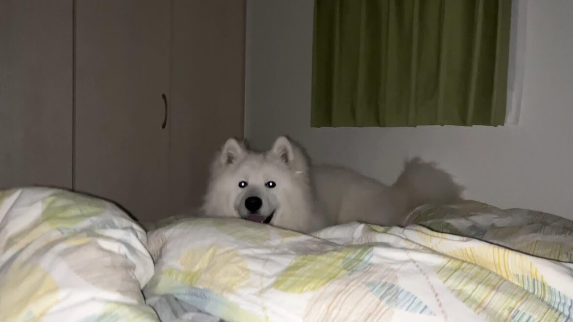 【恐怖】夜中、何かいる。。と思ったらサモエドだった話し