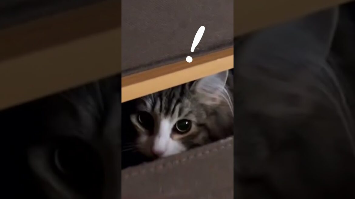 隠れているのがバレバレなノルンちゃん【ノルウェージャンフォレストキャット】 Norn-chan's hiding is obvious.  #猫 #ねこ #cat #cats