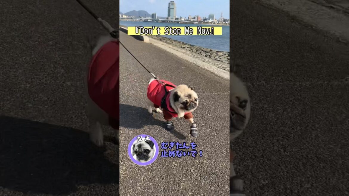 『Don't Stop Me Now』今はオイラを止めないで！お正月も走りたい！ #shorts #パグ #パグ二匹 #パグ達と暮らす #パグのいる生活 #Queen