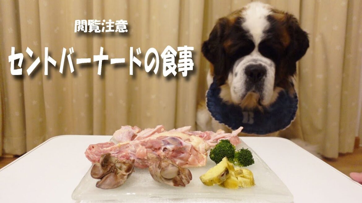 【祝３０万回突破記念動画】セントバーナードの食費がバズったので、今回はセントバーナードの食事　咀嚼音　平凡なセントバーナードの日記