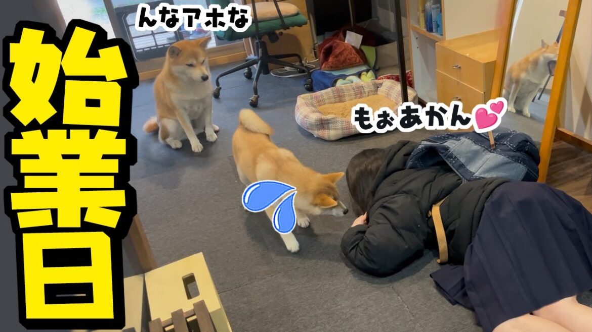 学校初日にぶっ倒れる娘に対する態度が違いすぎる柴犬姉妹