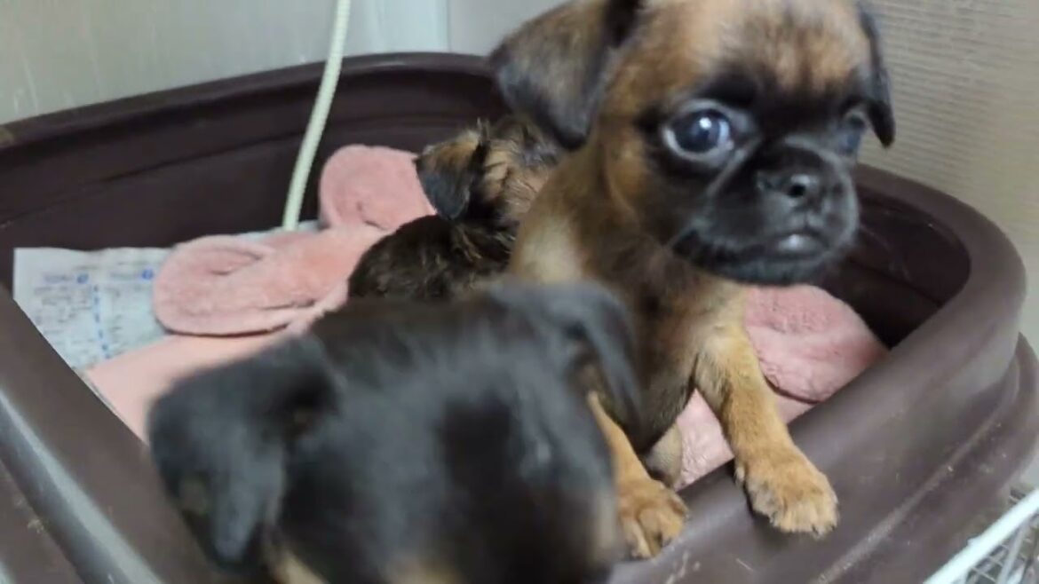 ブリュッセルグリフォン 可愛い男の子 ブリュッセルグリフォン 可愛い男の子