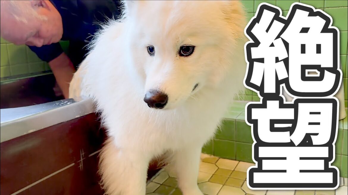 苦手なお風呂に絶望して一瞬で笑顔が消えた犬…【サモエド】