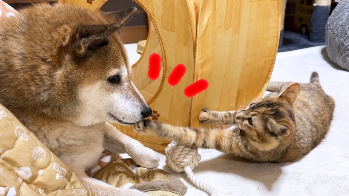 猫たちが集う場所で不器用柴犬が居続けた結果が可愛すぎました…笑