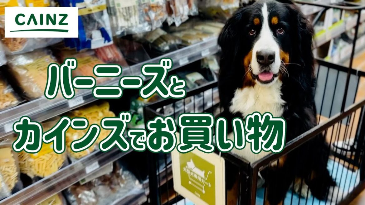 大型犬専用カートがあるカインズでバーニーズマウンテンドッグとお買い物