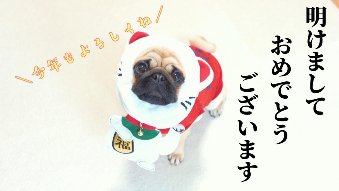 お寝坊さんなパグを起こすのは飼い主にとって最高の楽しみです。Waking up a sleeping pug is a great joy for the owner.【パグ、pug】
