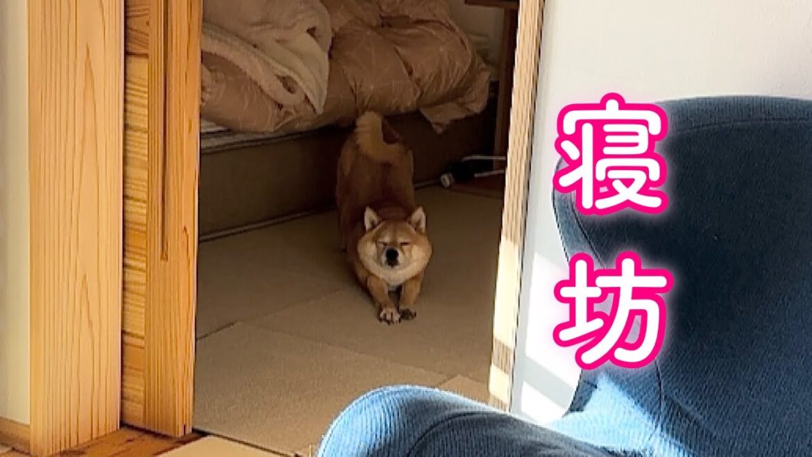いつまで経っても布団から出てこない柴犬が一瞬で起きてきた理由が可愛すぎました…