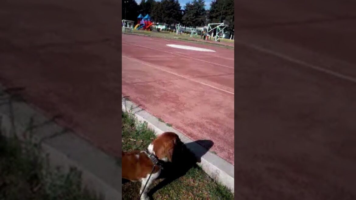#shorts | El pachón | #bassethound #funypets #bassethounds #doglover #funnyanimals #funnyshorts