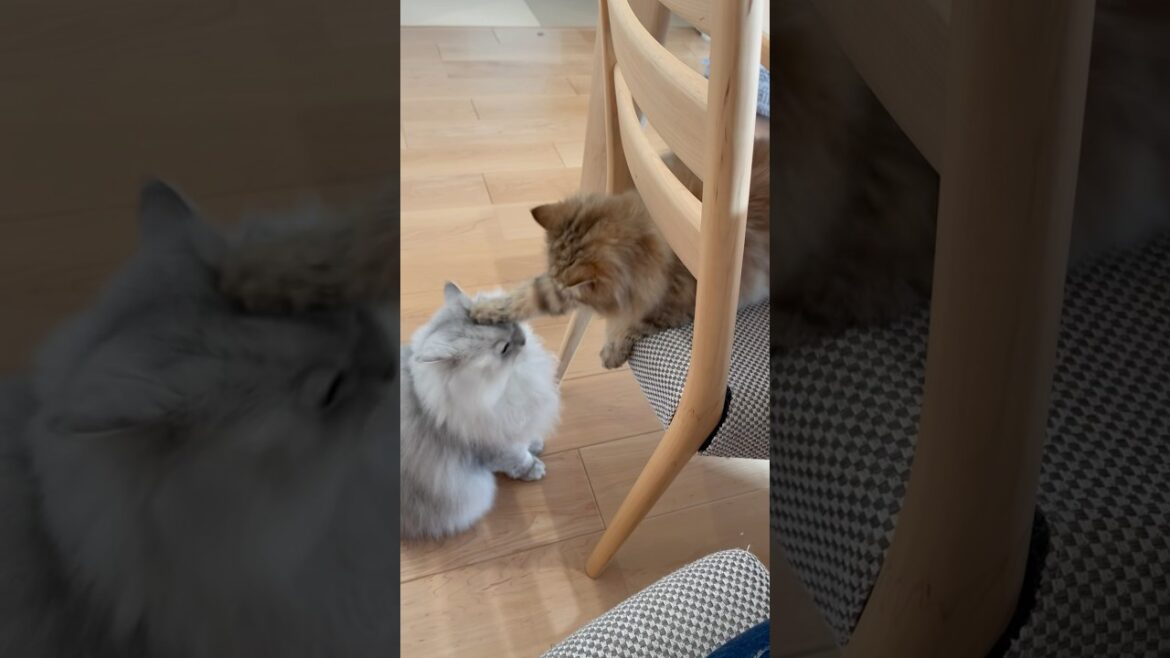 猫パンチしたら何倍にもなってかえってくる 【サイベリアン】 #Shorts