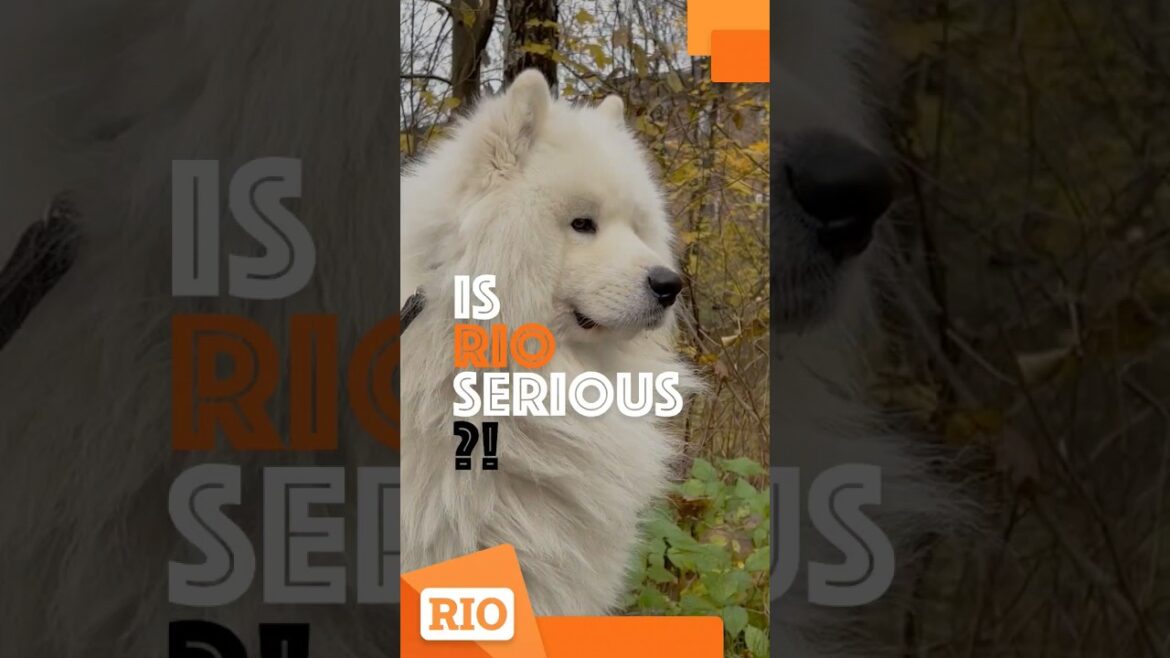 Is Rio a serious Samoyed dog 😏😎 #samoyed #samoyedpuppy #samoyeddog #dog #dogshorts #samoyedbreed