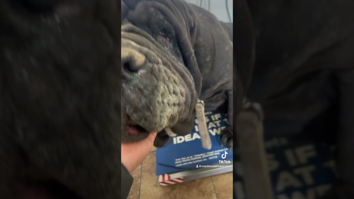 Huge Female Neapolitan Weighs in at 196.6 lbs