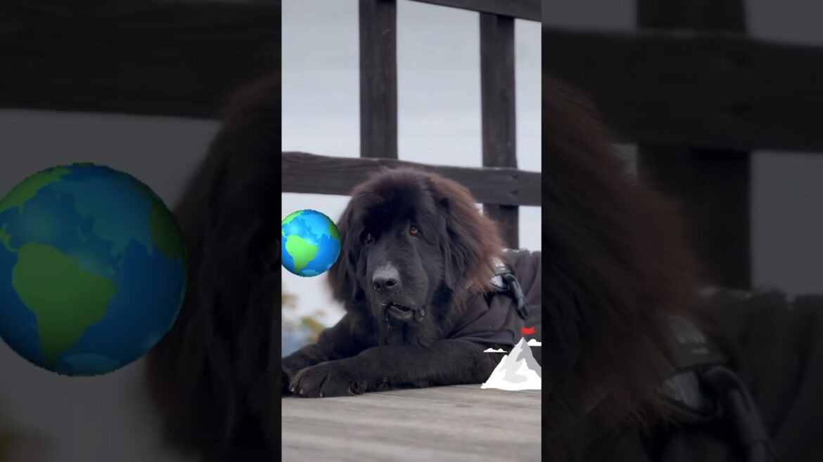 2日連続登山山登り🐶🐾超大型犬 ニューファンドランド ボス君 犬と山登り ユリウスK9 犬好き 動物好き グレートデン クィーンちゃん レイク君 保護猫 多頭飼育 渡辺ボス