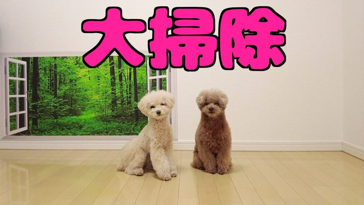 年末に愛犬の部屋を大掃除したら動揺されてしまいました…