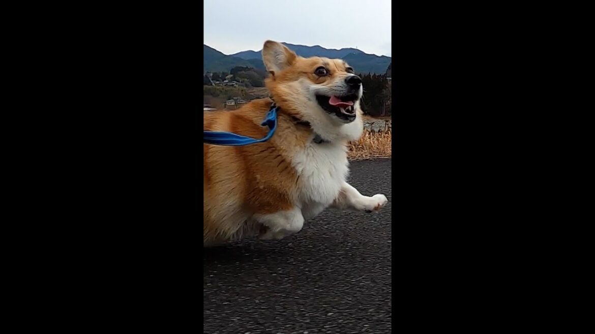 コーギーの短い走り / corgi running short #コーギー #サクラ #corgi