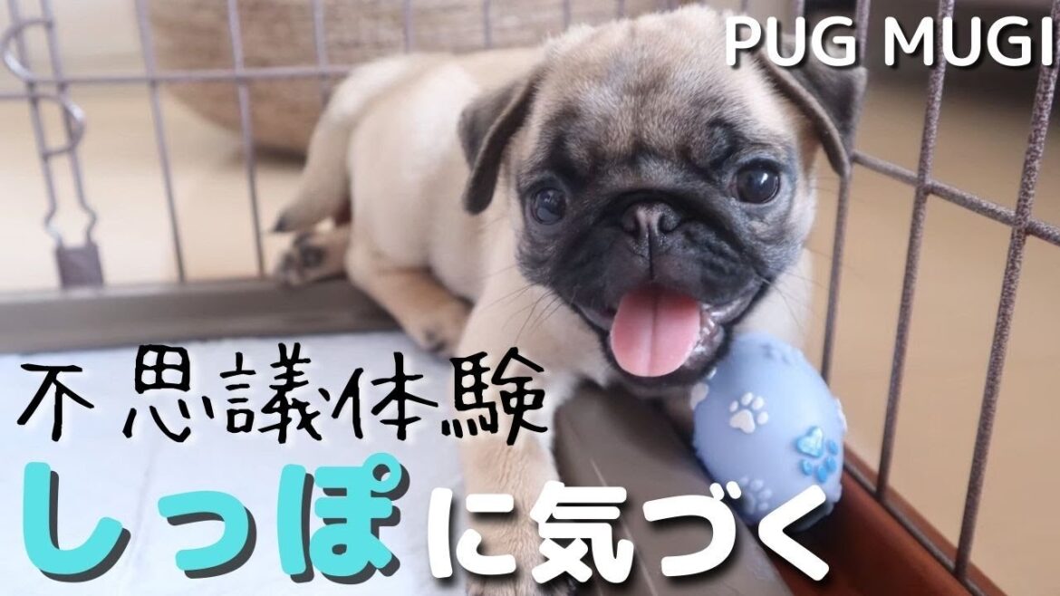 子犬パグが突然自分のしっぽに気づく♪