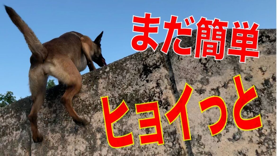 ちょっと高めな【垂直な壁】大型犬マリノアの挑戦！