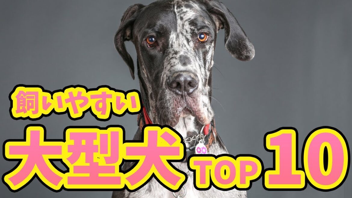 【初心者でも飼いやすい大型犬ランキングTOP10】