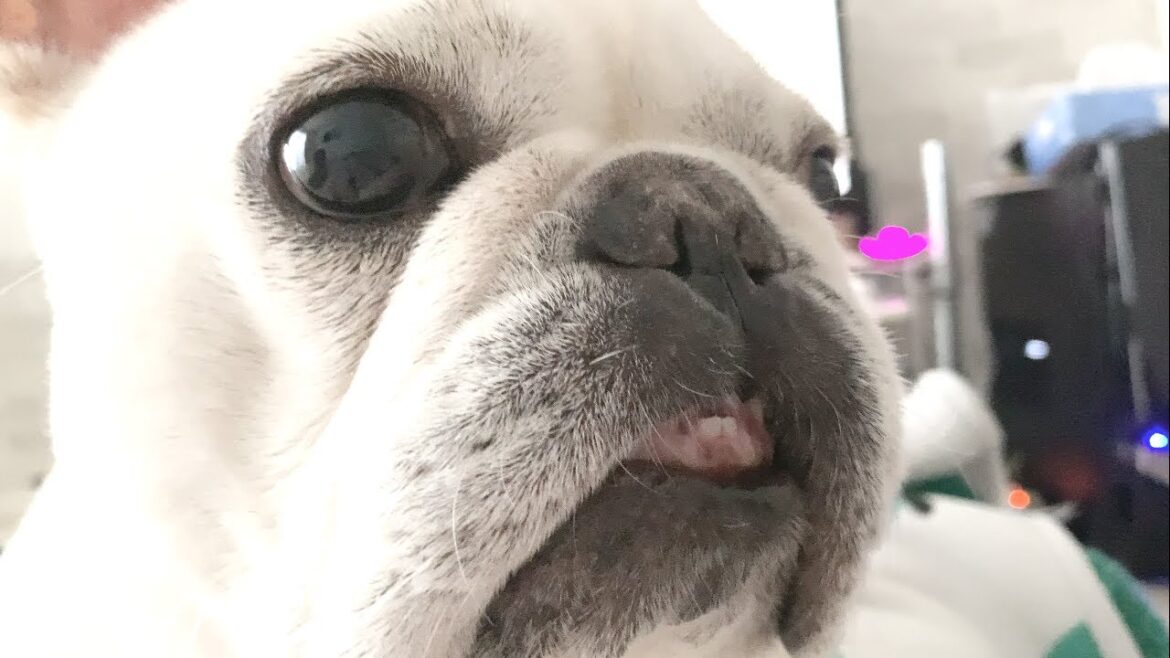 ムキ！！【フレンチブルドッグ frenchbulldog】