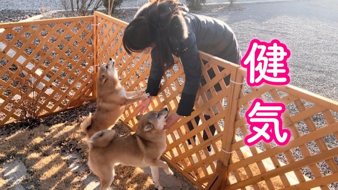 どんなに寒くてもお庭でママの帰りを待つ健気な柴犬が可愛い