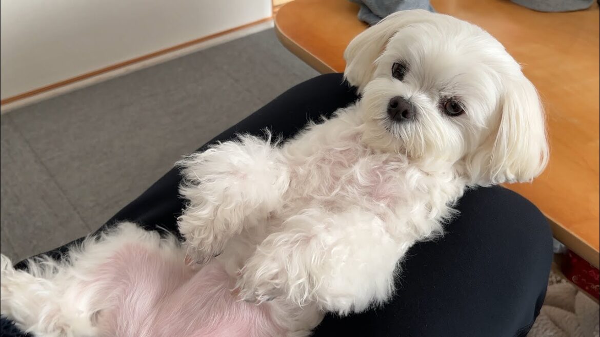 服を着る事を拒否する仕草が可愛すぎる犬【マルチーズ】 服を着る事を拒否する仕草が可愛すぎる犬【マルチーズ】