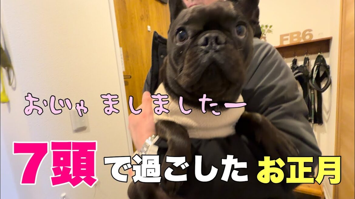 フレブル7頭と過ごすお正月！元日も朝から大騒ぎｗ