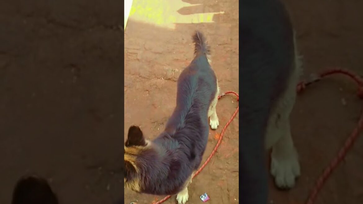 PoV:GSD|Training|jump|GERMAN SHEPHERD double coated|training dog at home||#shorts|#gsd/SHORTS/💖