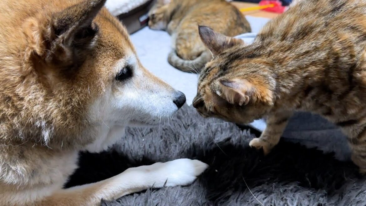 飼い主に怒る猫を見て心配そうに見守る柴犬【爪切り】