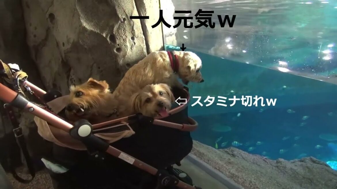 【ノーフォークテリア】友達と水族館