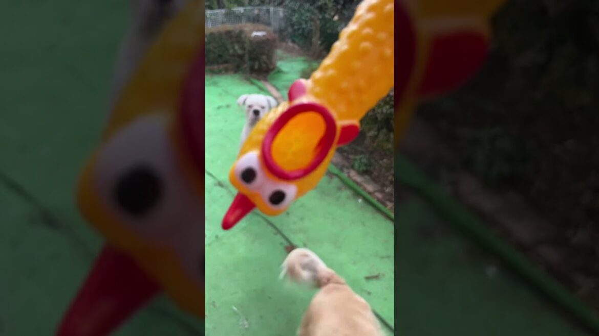 あぁ‥1分もたなかった‥ ゴールデンレトリバー　ボクサー犬
