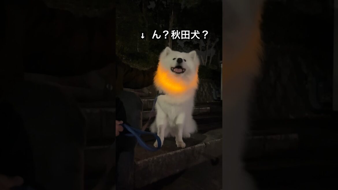 とにかく光ってるサモエドor秋田犬 #サモエド #ムーン #子犬 #犬のいる暮らし #光るサモエド