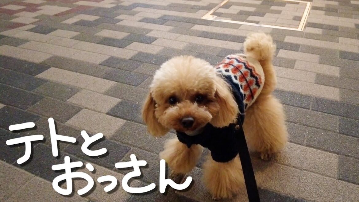【トイプードルのテト】テトとおっさん その16・静かな生活 #トイプードル #愛犬との暮らし #ペットとお出かけ