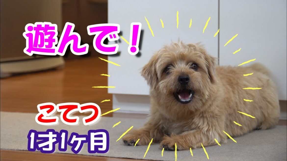 ノーフォークテリア　梅雨　お家で遊びました！