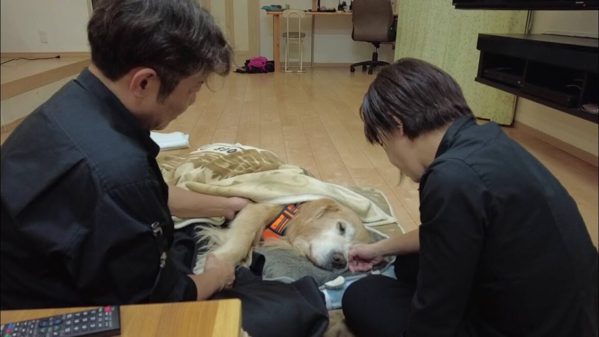 体調が急変して危険な状態に。家族とのお別れを覚悟した時。【Golden Retriever japan】