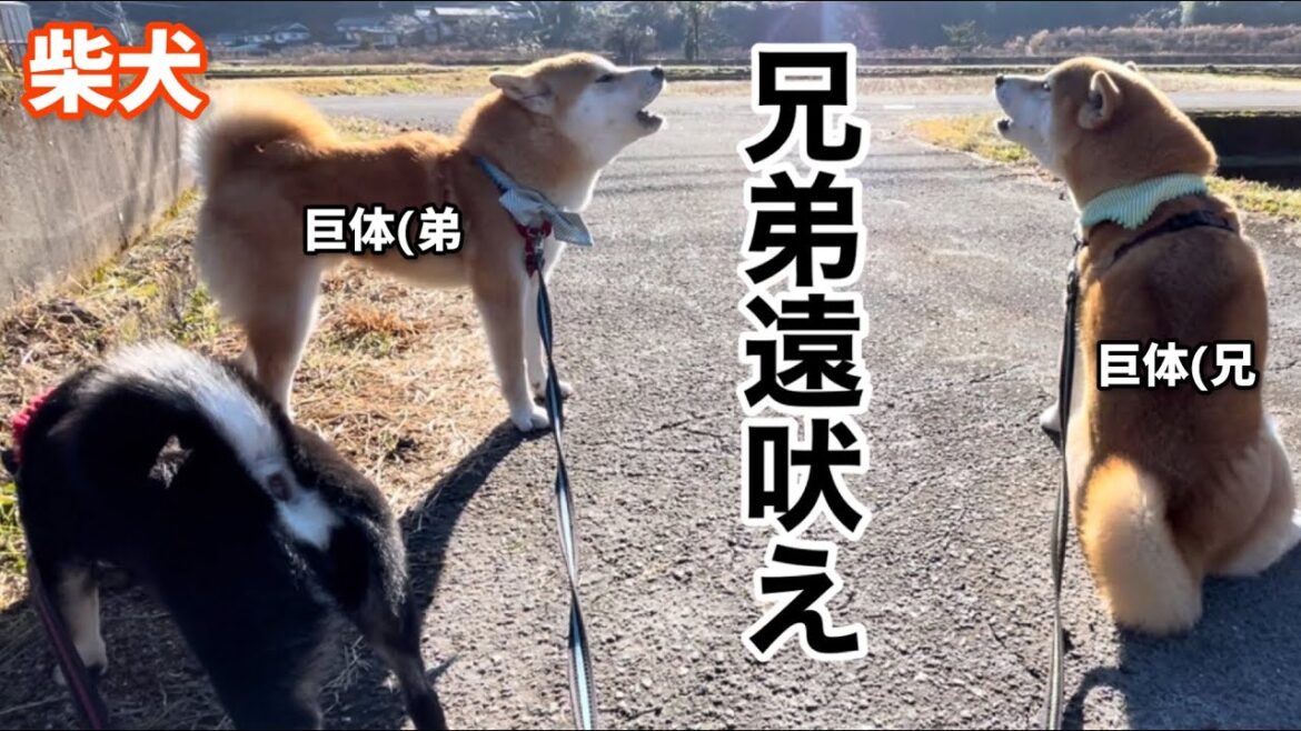 【音量注意】柴犬兄弟でお互いを確認し合いながら遠吠えする姿が可愛い