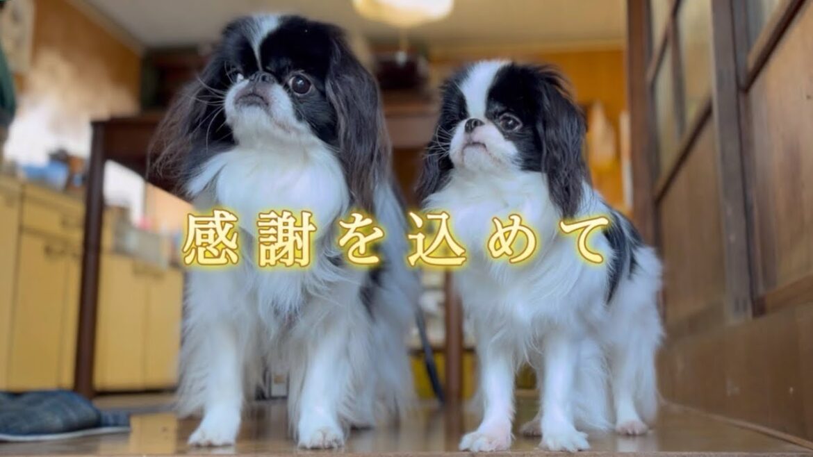 大切な視聴者の皆さまへ感謝を込めて