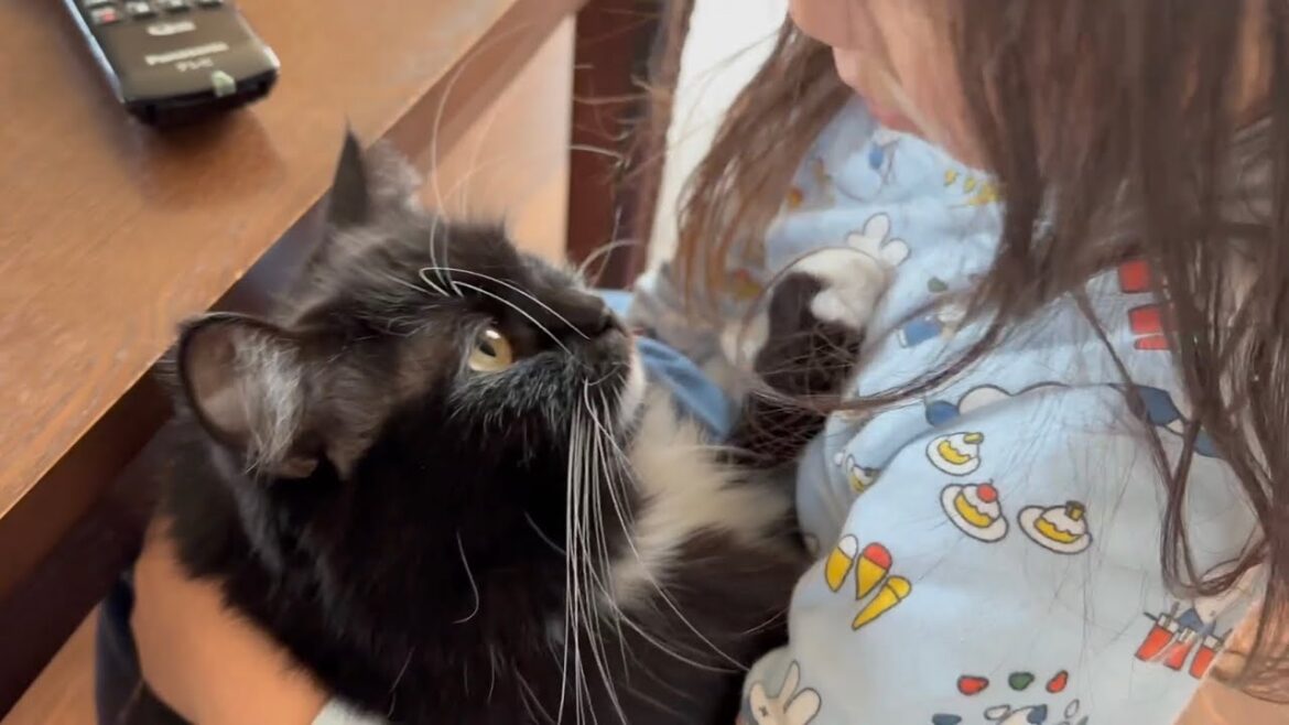 ぐいぐい甘えに来る猫　ラガマフィンA cat who is actively pampered. Ragamuffin