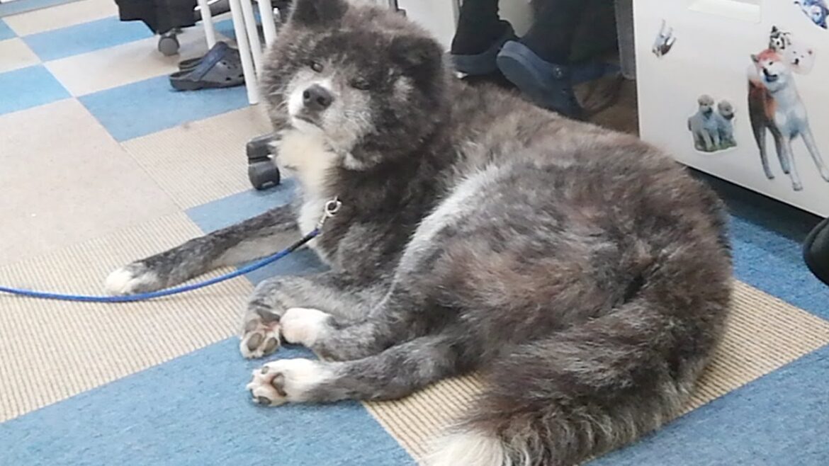 秋田犬会館配信！