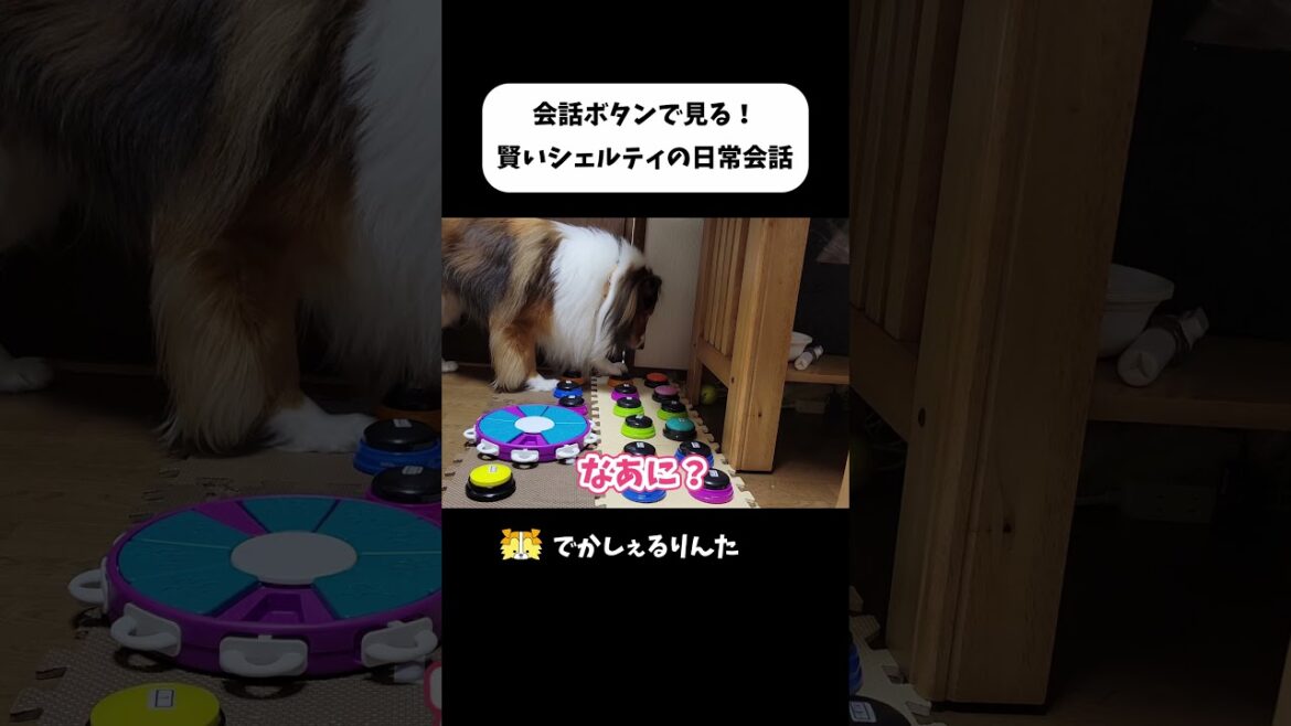 会話ボタンで見る！賢いシェルティの日常会話 #shorts
