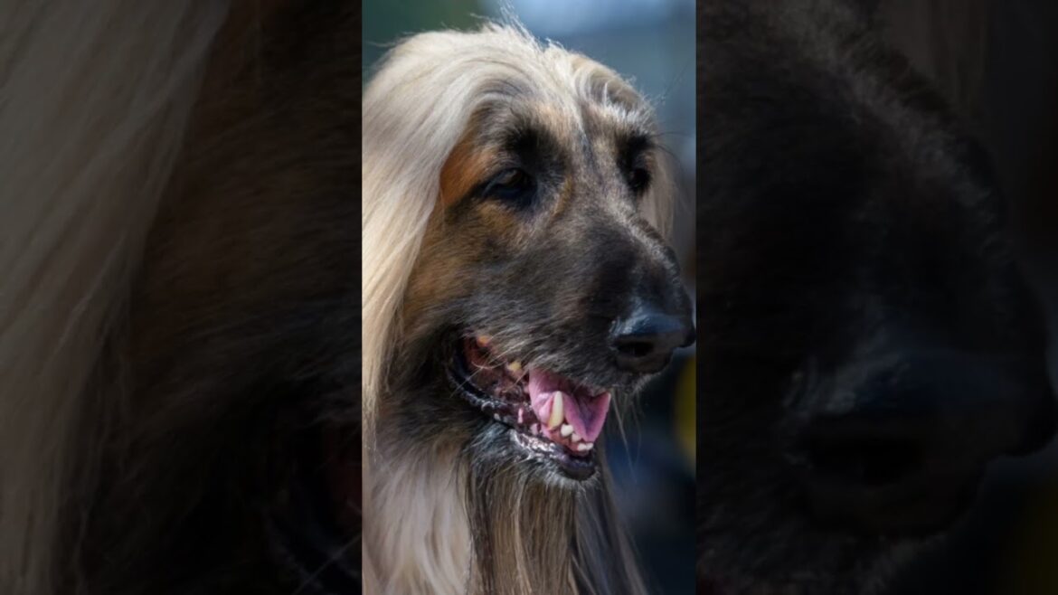 Afghan Hound. Conheça a raça. Link na descrição. #pets