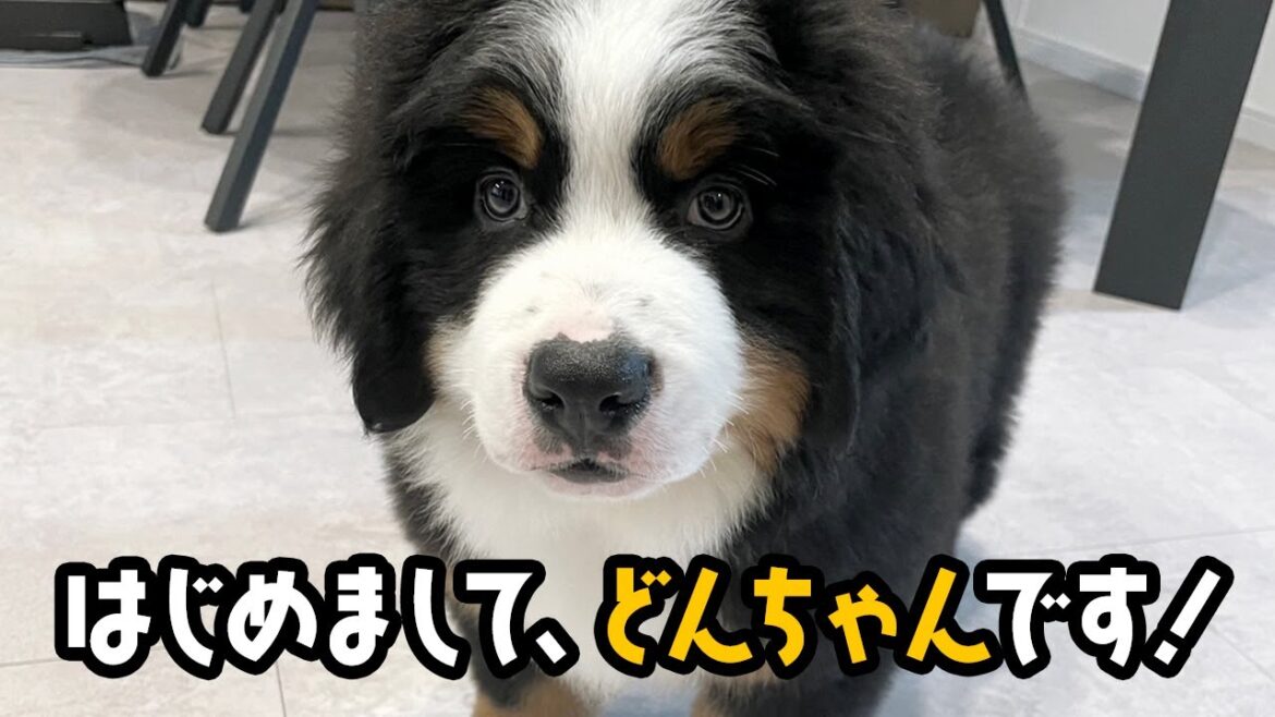 はじめまして、どんちゃんです